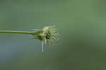 White avens